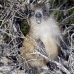 hutia_desmarest_chiq_jar_v_0142_cub2257.jpg